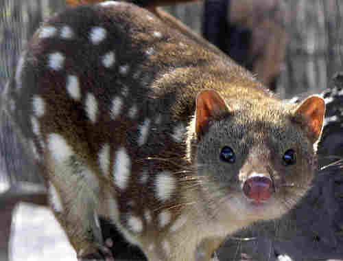Source: https://en.wikipedia.org/wiki/File:SpottedQuoll_2005_SeanMcClean.jpg Author: Sean McClean License: GNU Free Documentation License v 1.2 or later Spotted Quoll